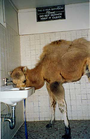 camel-bathroom.jpg